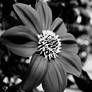 Flower in black and white