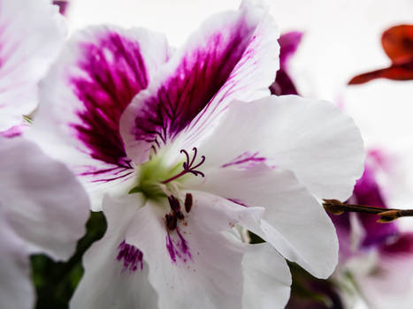 English Begonia