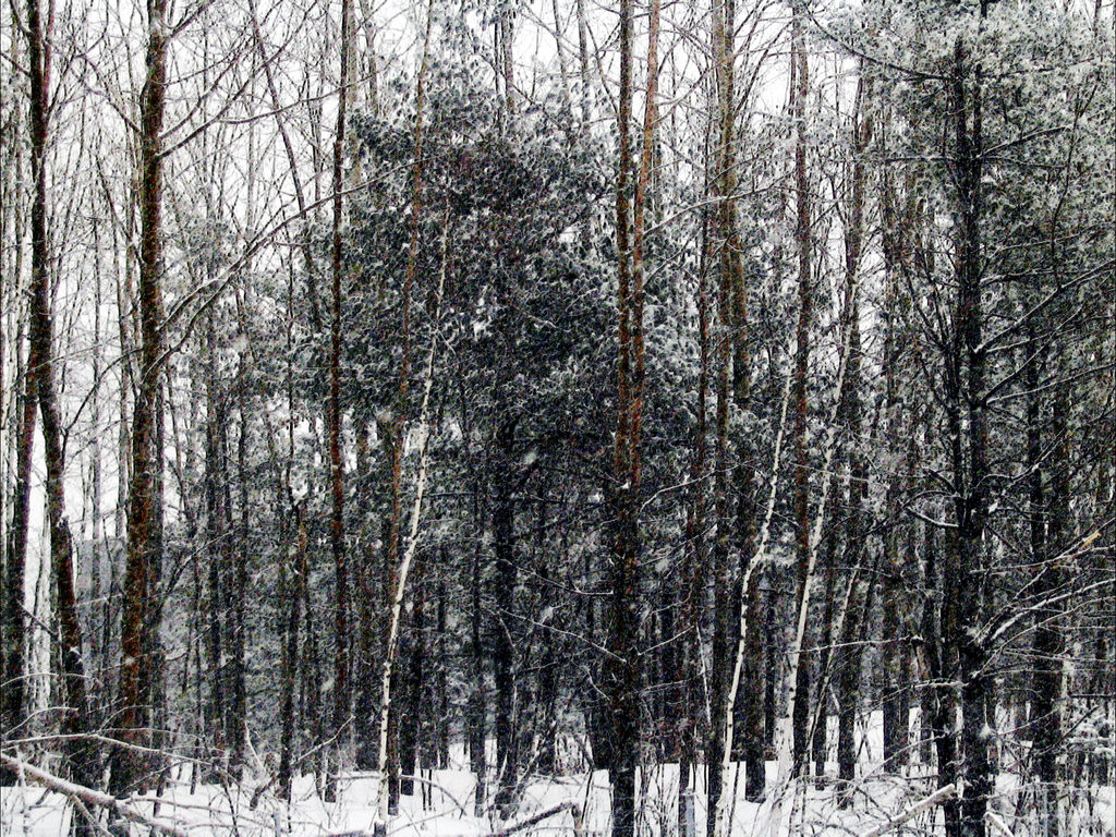 Beware, The Trees by draekko on DeviantArt