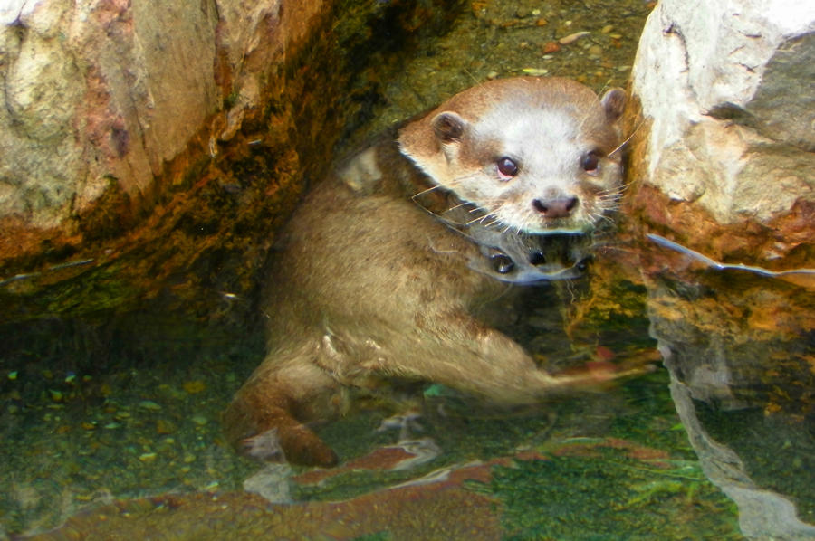 Asian Otter resting on rocks