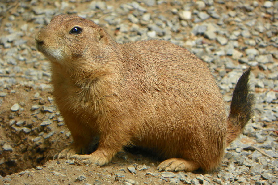 Black-Tailed Prairie Dog by DingoDogPhotography