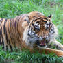 Sumatran Tiger 'Back Off'