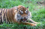Sumatran Tiger 'Back Off' by DingoDogPhotography
