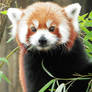 Red Panda 'Is that a Camera?'