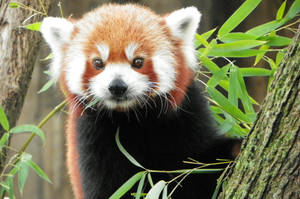 Red Panda 'Is that a Camera?'