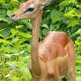 Female Gerenuk in a Meadow