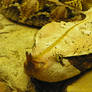 Gaboon Viper