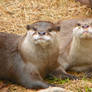 Cute Asian Small-Clawed Otters resting