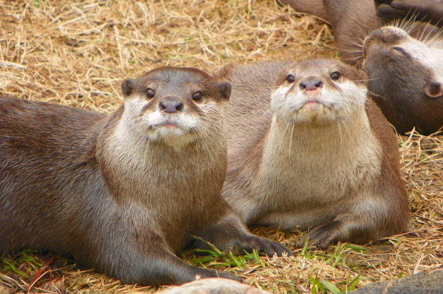 Cute Asian Small-Clawed Otters resting