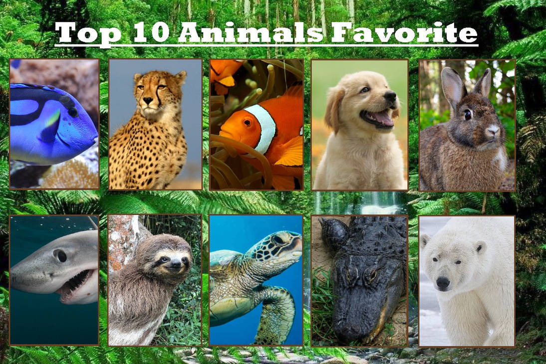 My Top 10 Favorite Animals By VilgotEk2 On DeviantArt my-top-10-favorite-animals-by-vilgotek2-on-deviantart