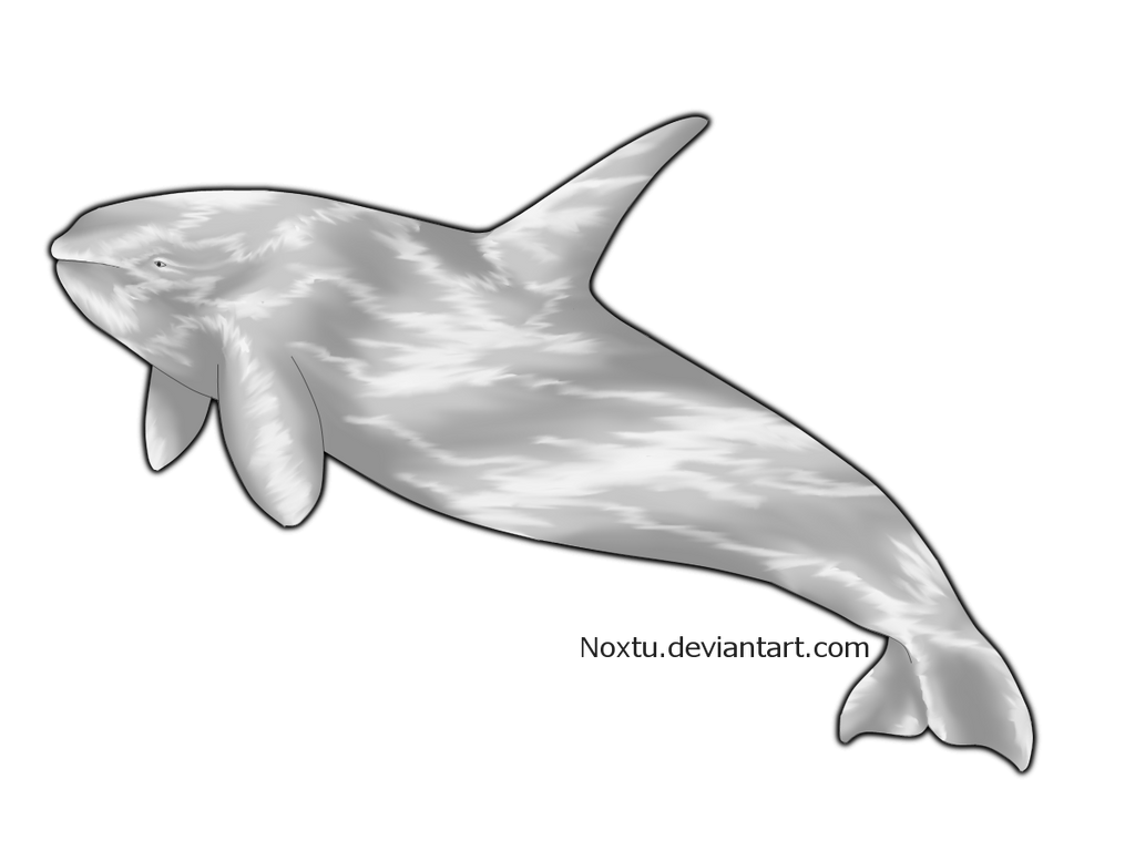 Orca LineART by Noxtu on DeviantArt