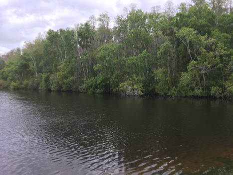 beautiful swamp