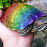 Rainbow Turtle