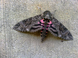 Moth 1