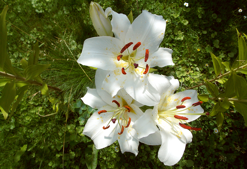 White lilies