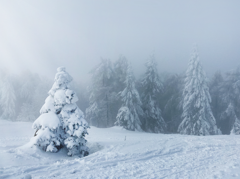 Forest in winter