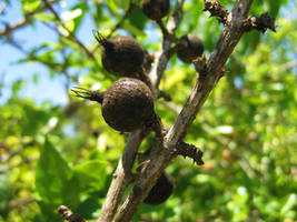 Blackberry Jam Fruit