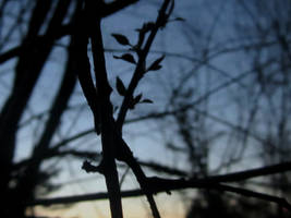 Branch in the sky