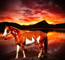 Sunset Horse