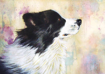 Border Collie `s Portrait