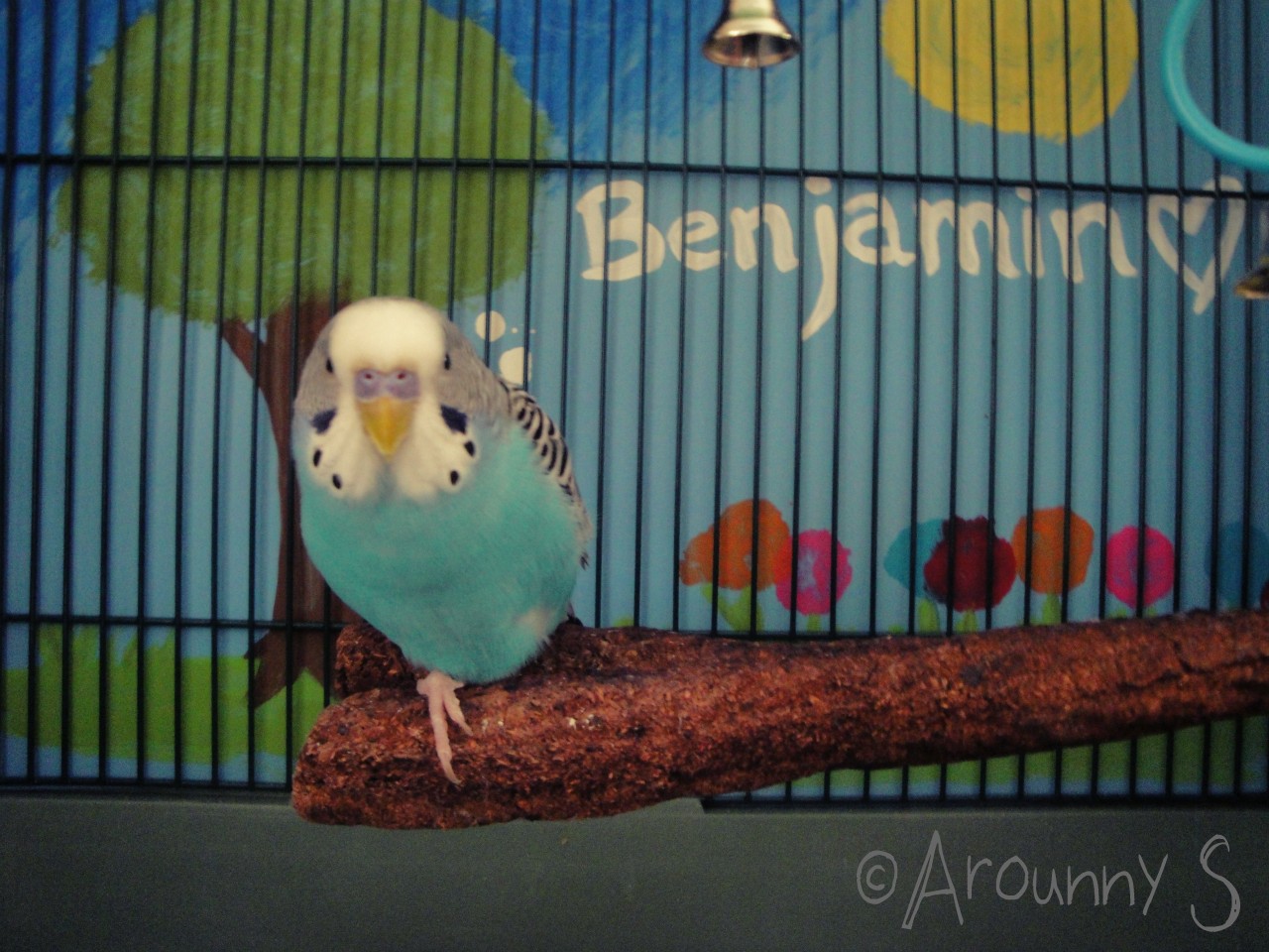 My budgie :)