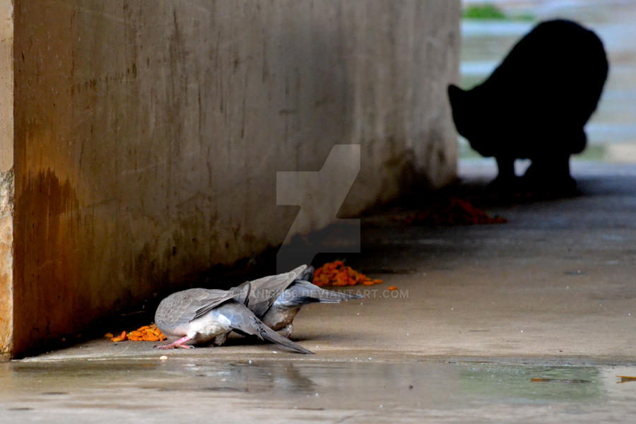 Stalking Shadow by DaNish56 on DeviantArt