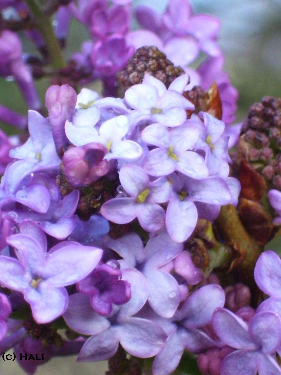 Lilacs