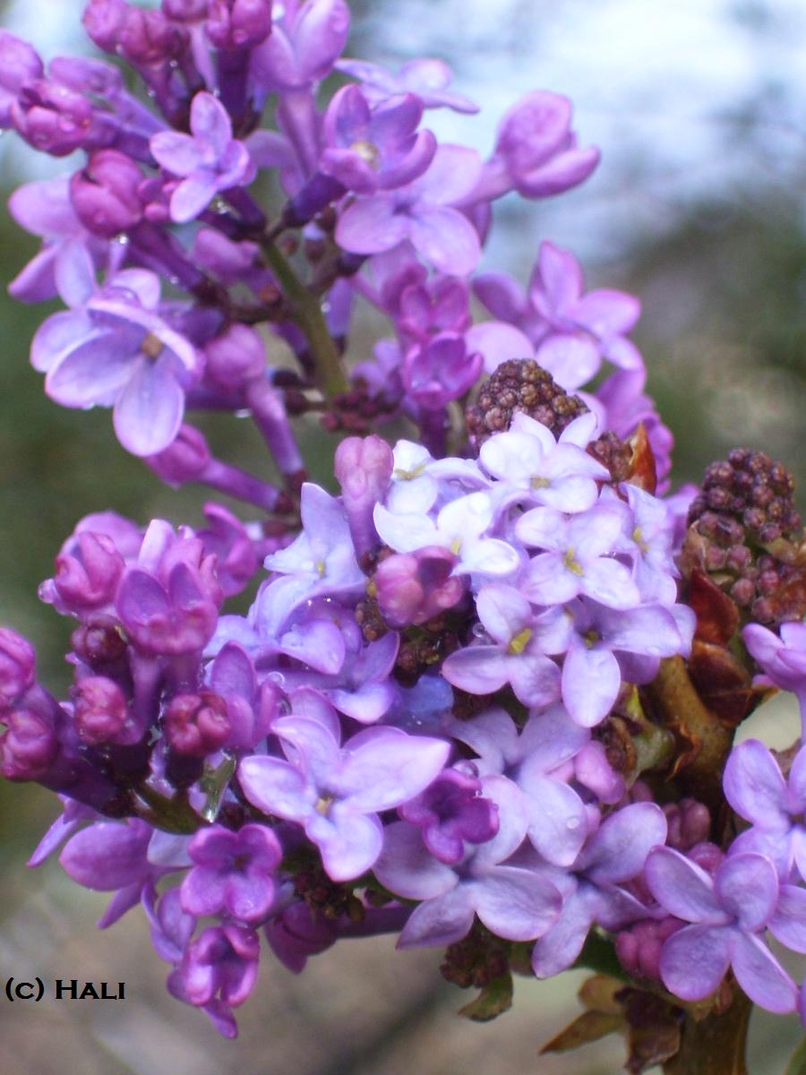 Lilacs III