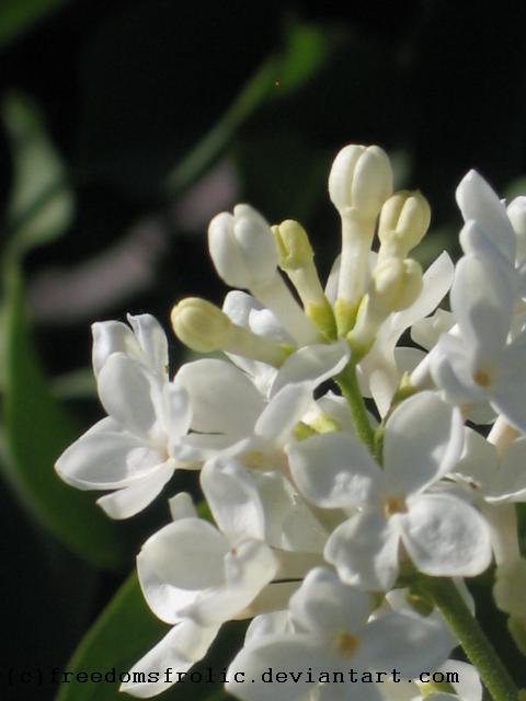 White Lilac