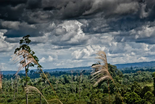 The End of Forests