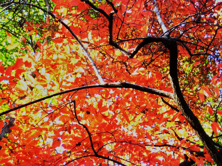 Ruby Trees by sarahhardy on DeviantArt