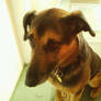 Wilson