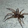 ELF Eight Legged Freak