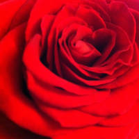 Red Rose