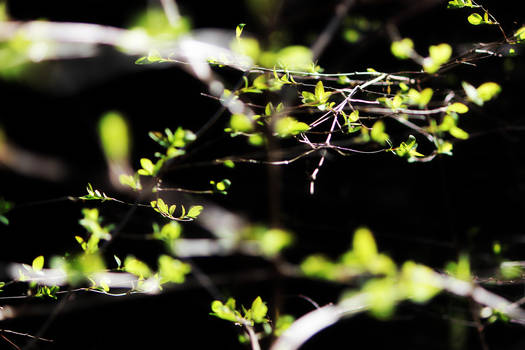 little branches