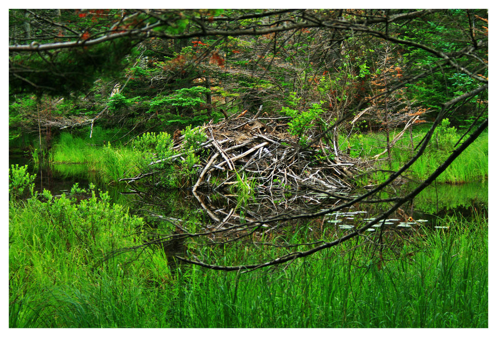 Beaver Lodge