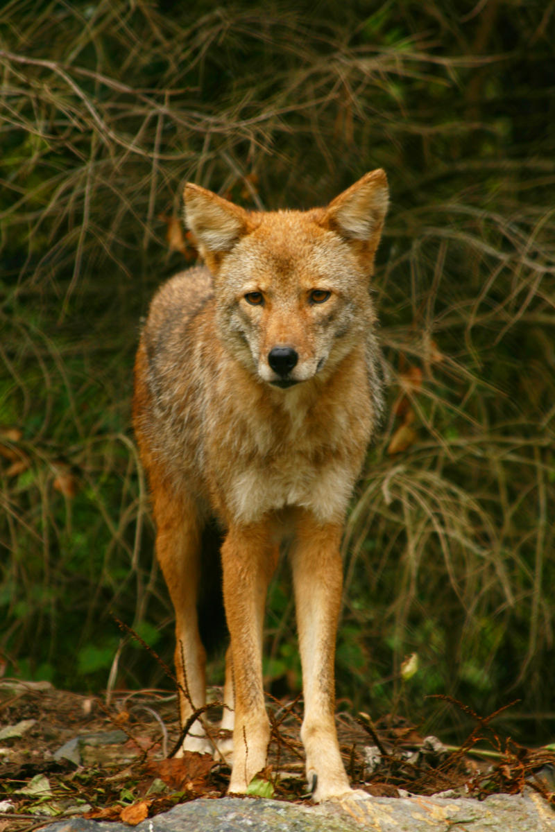 Coyote Pose