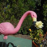 flamingo sniffing a rose 11/03/