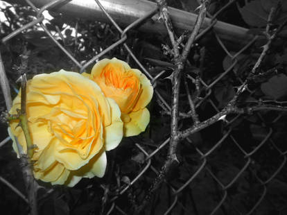 yellow roses, grey fence 10/01/18