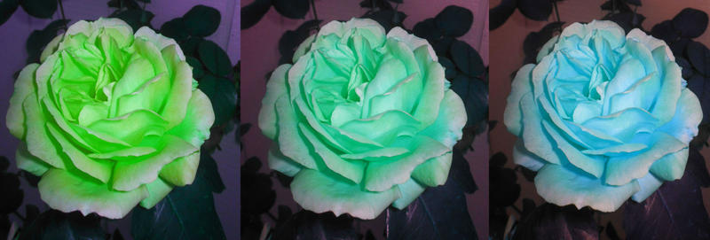 Wicked Cool Roses cool roses three ways 11/10/18 by TigerWaffle on DeviantArt