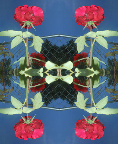 Symmetrical Red Roses red roses symmetryx4 06/23/19 by TigerWaffle on DeviantArt