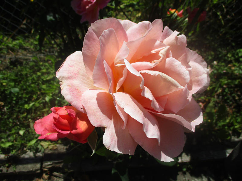 fluffy pink rose 08/14/22 by TigerWaffle on DeviantArt