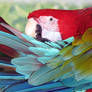 Green Wing Macaw Stock