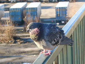 A pretty pigeon.