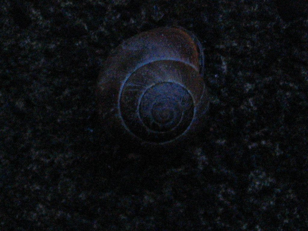 Texture - dark - snail shell by Regenstock on DeviantArt