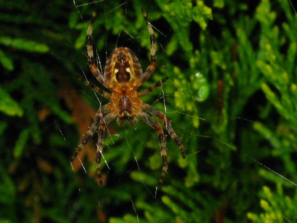 Macro: A spider in a web.