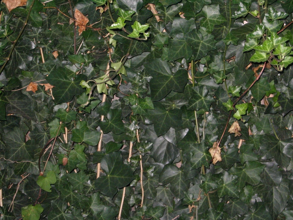 Wall of ivy.