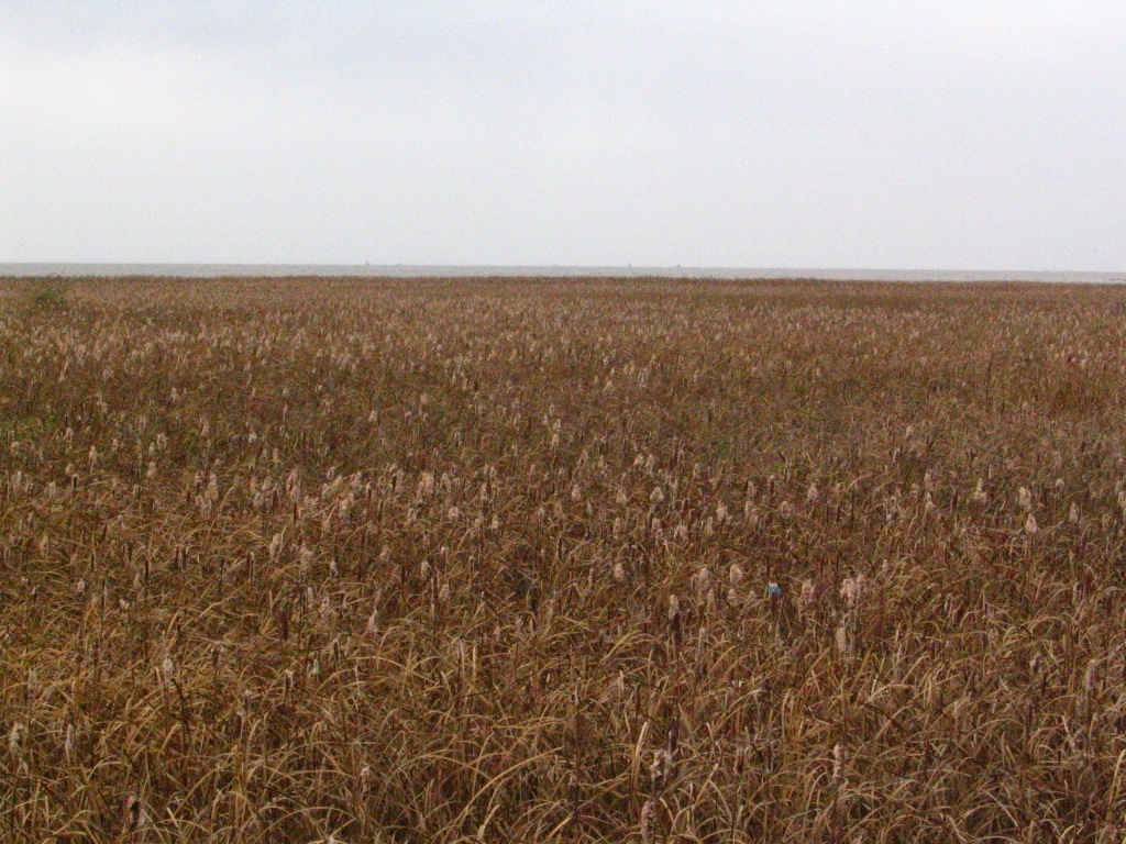 More boring beige fields.