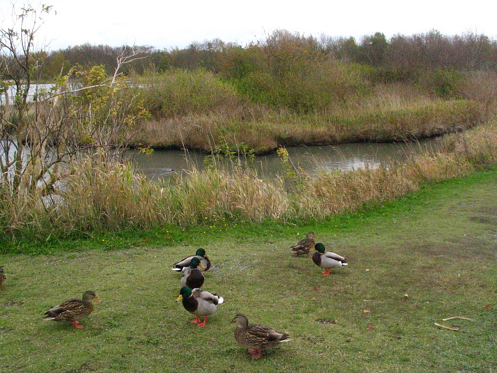 Marshlands and ducks.