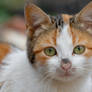 Free photo of stray cat Portrait